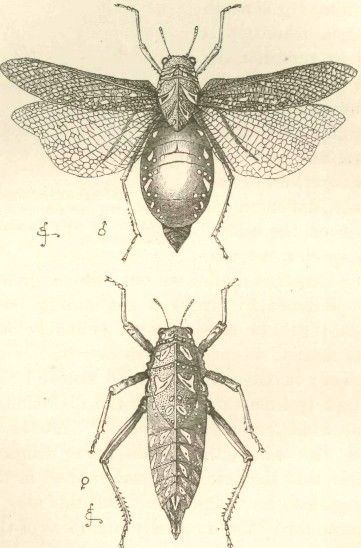 361x548 Darwin Sketches - Darwin Sketches