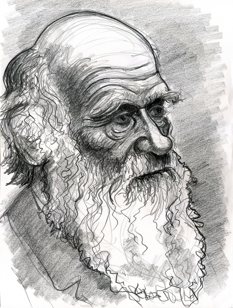 Darwin Sketches at Explore collection of Darwin