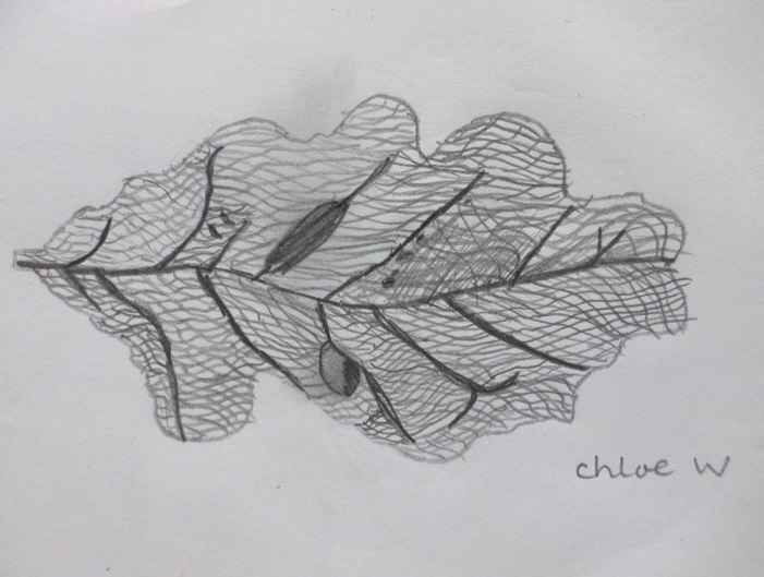 701x529 Creative Rydon Year Six Charles Darwin - Darwin Sketches