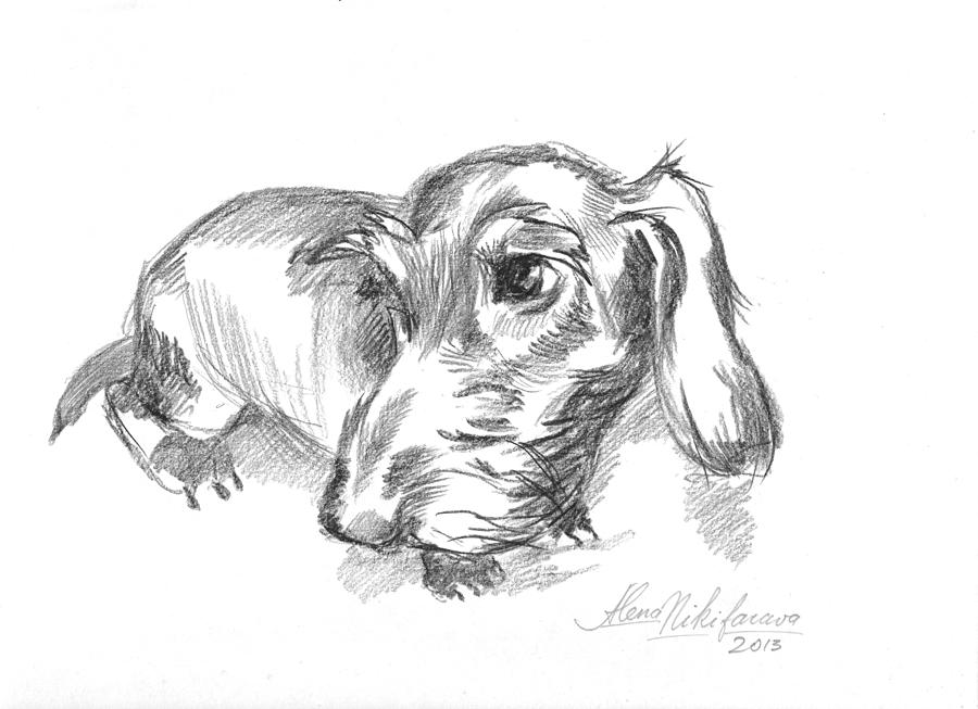 900x653 Dachshund Drawings Fine Art America - Daschund Sketch