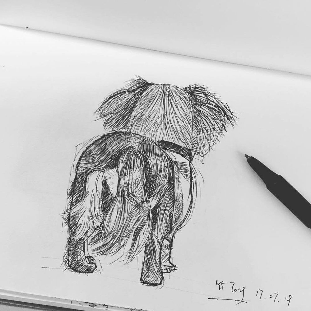 1000x1000 Dachshund Sketch Challenge Yi Tang - Daschund Sketch
