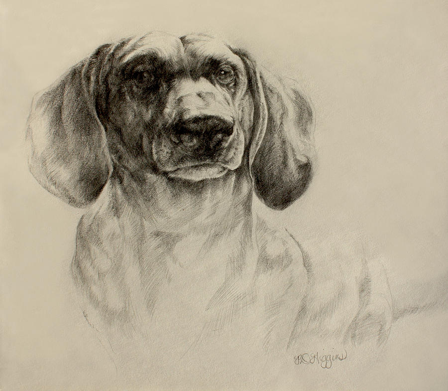 900x787 Dachshund Sketch Drawing By Derrick Higgins - Daschund Sketch