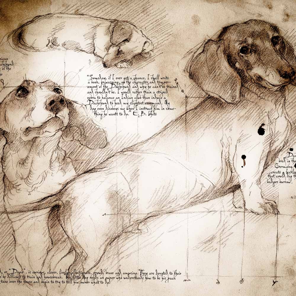 1000x1000 Dachshund Study A Full Size Da Vinci Style Drawing - Daschund Sketch