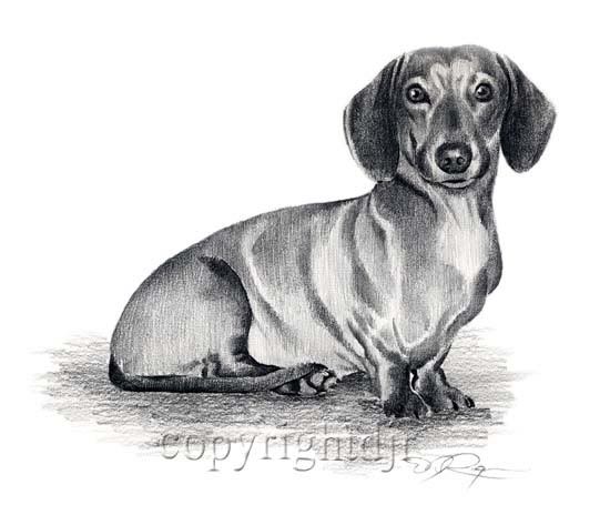 550x455 How To Draw Dachshund Step By Step Print Dog Dachshund Portrait - Daschund Sketch