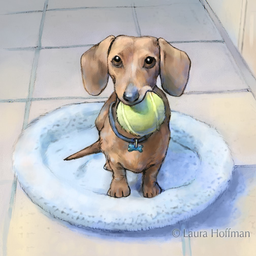 504x504 Laura Hoffman Illustration Amp Design My Muse Penny The Dachshund - Daschund Sketch