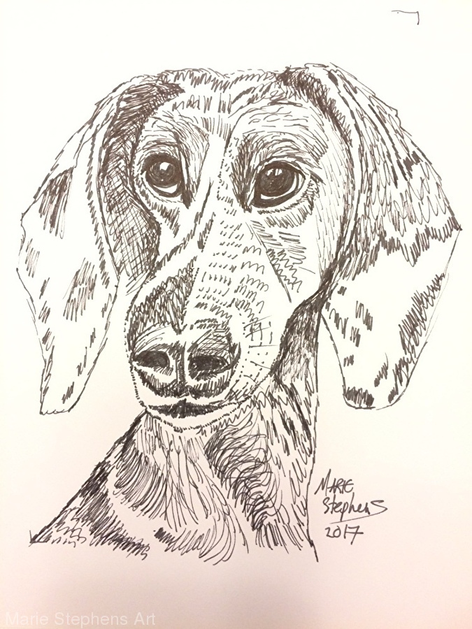 675x900 Marie Stephens - Daschund Sketch