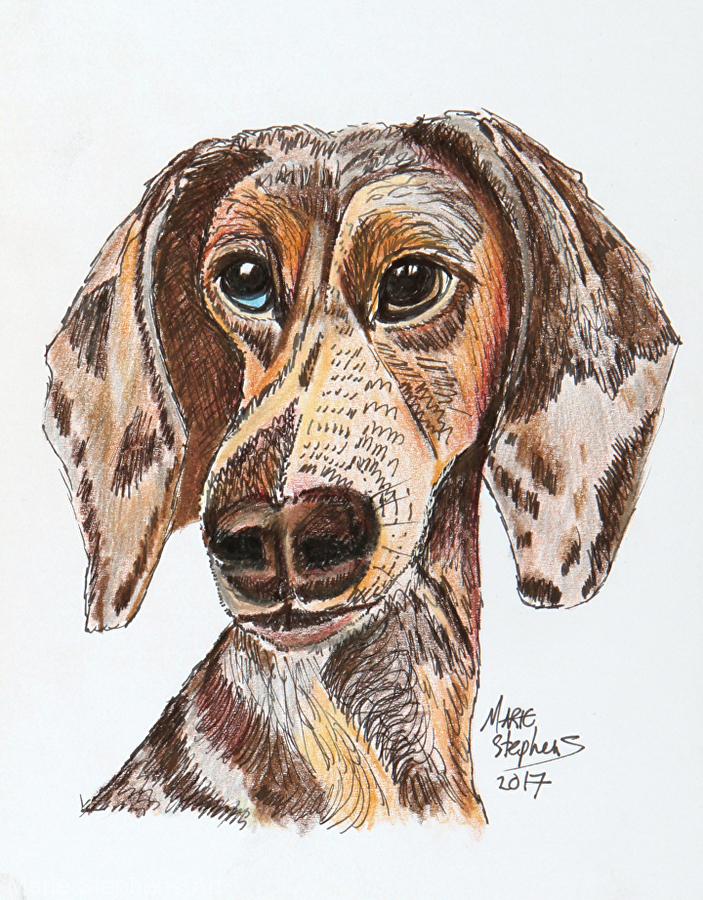 703x900 Marie Stephens - Daschund Sketch