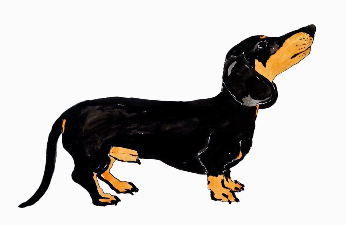 1162x756 Pulling Prints Drawing A Day 83 - Daschund Sketch