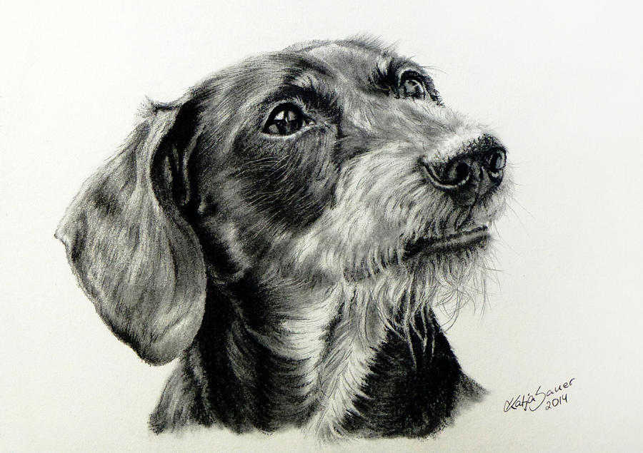 900x635 Wire Haired Dachshund Drawing By Katja Sauer - Daschund Sketch