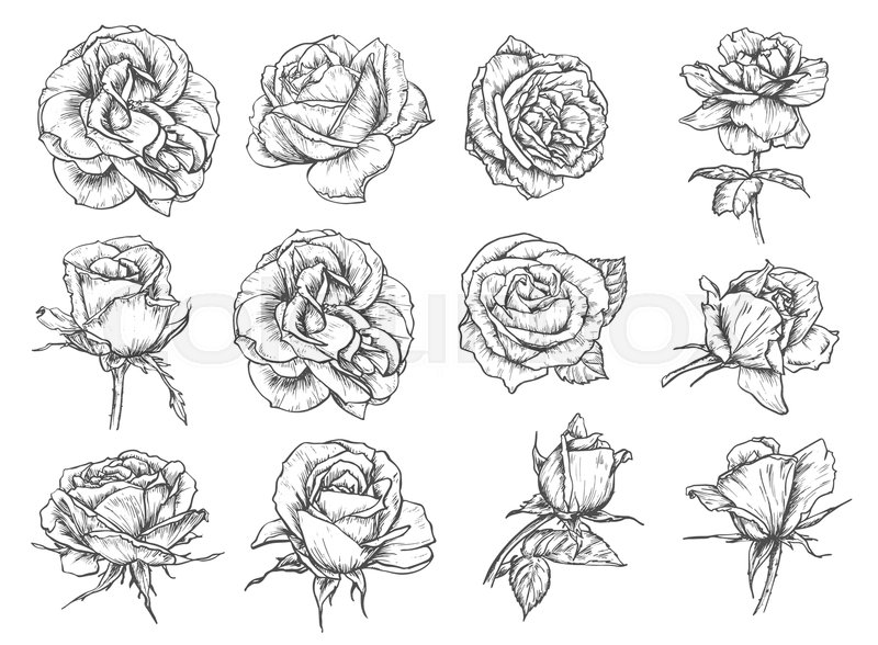 800x588 Roses Flowers Sketch Icons. Vector Isolated Set Of Botanical - Date Sketch