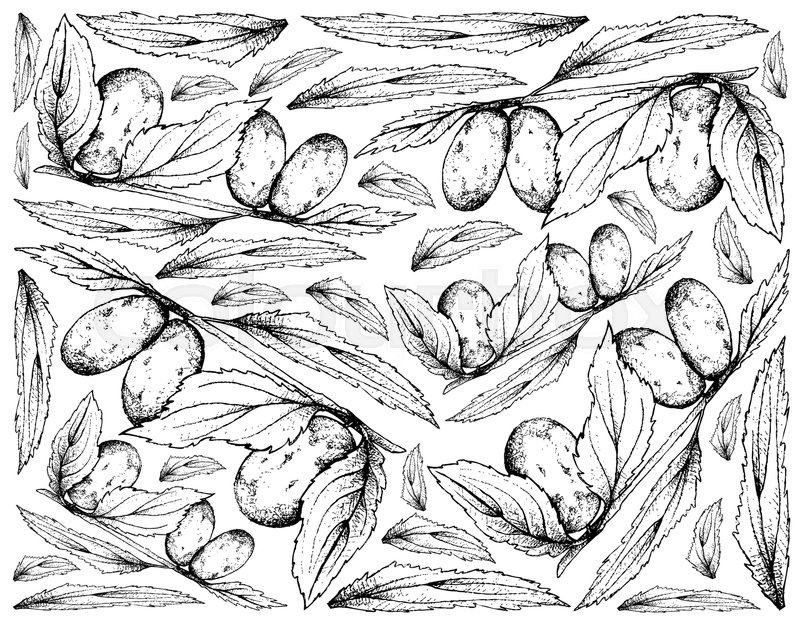 800x622 Tropical Fruit, Illustration Wallpaper Of Hand Drawn Sketch - Date Sketch