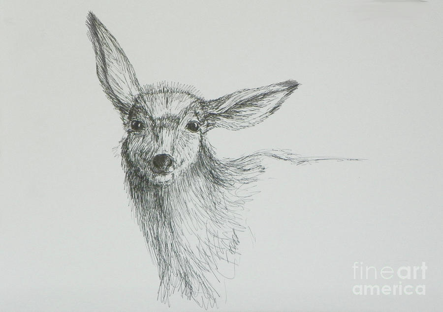 900x635 Sketch Of A Mule Deer Doe Drawing By Dawn Senior Trask - Dawn Sketch