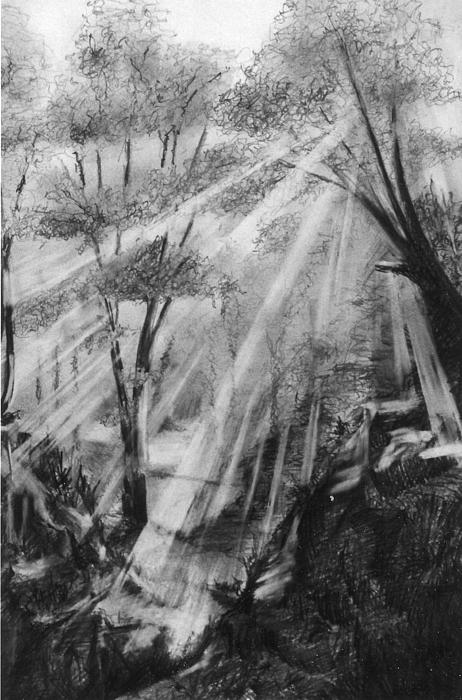 462x700 Woodland Dawn Drawing By Andrew Boyce - Dawn Sketch