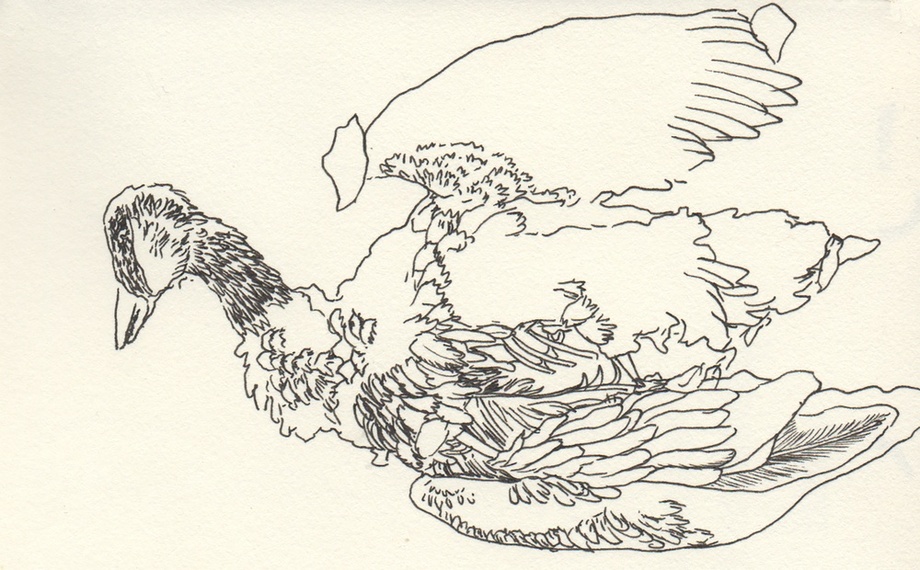 920x570 Dead Bird Sketch, An Art Print By Dan Archer - Dead Bird Sketch