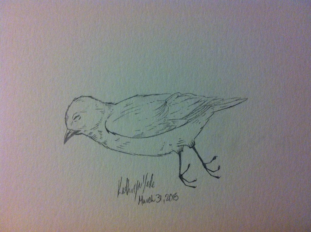 1024x765 Dead Bird Sketch By Angrypurplekatt - Dead Bird Sketch