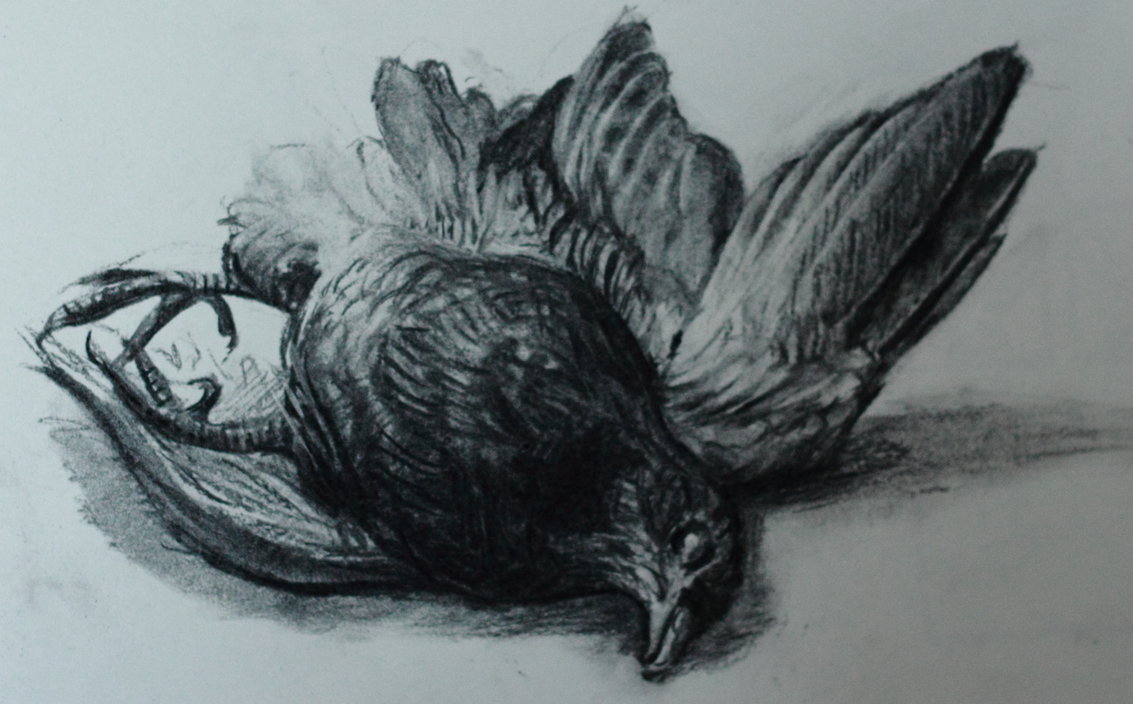 Dead Bird Sketch at PaintingValley.com | Explore collection of Dead ...