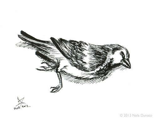 500x386 Dead Bird Ink Sketch Sketchbooks Sketches - Dead Bird Sketch