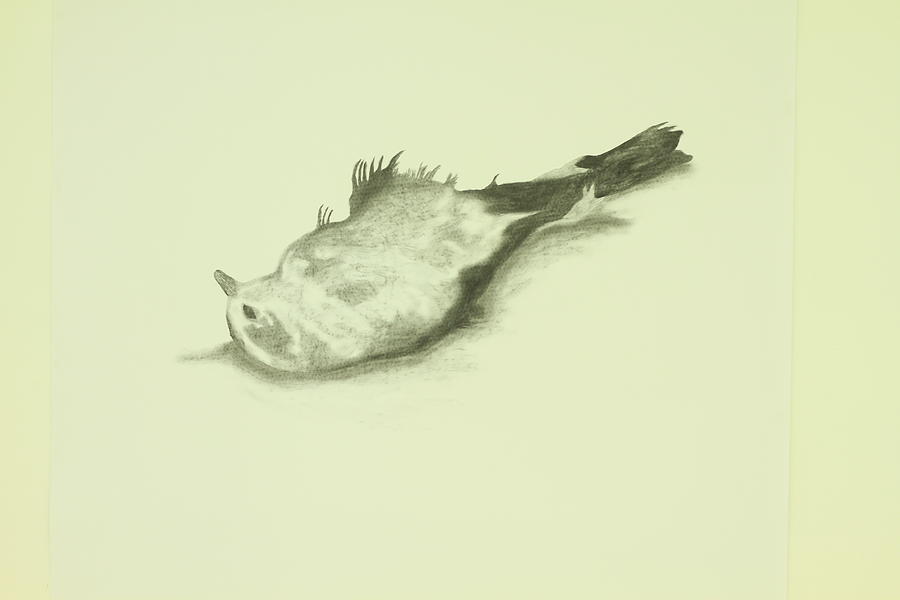 900x600 I Am A Dead Bird Drawing By Oren Markovitz - Dead Bird Sketch