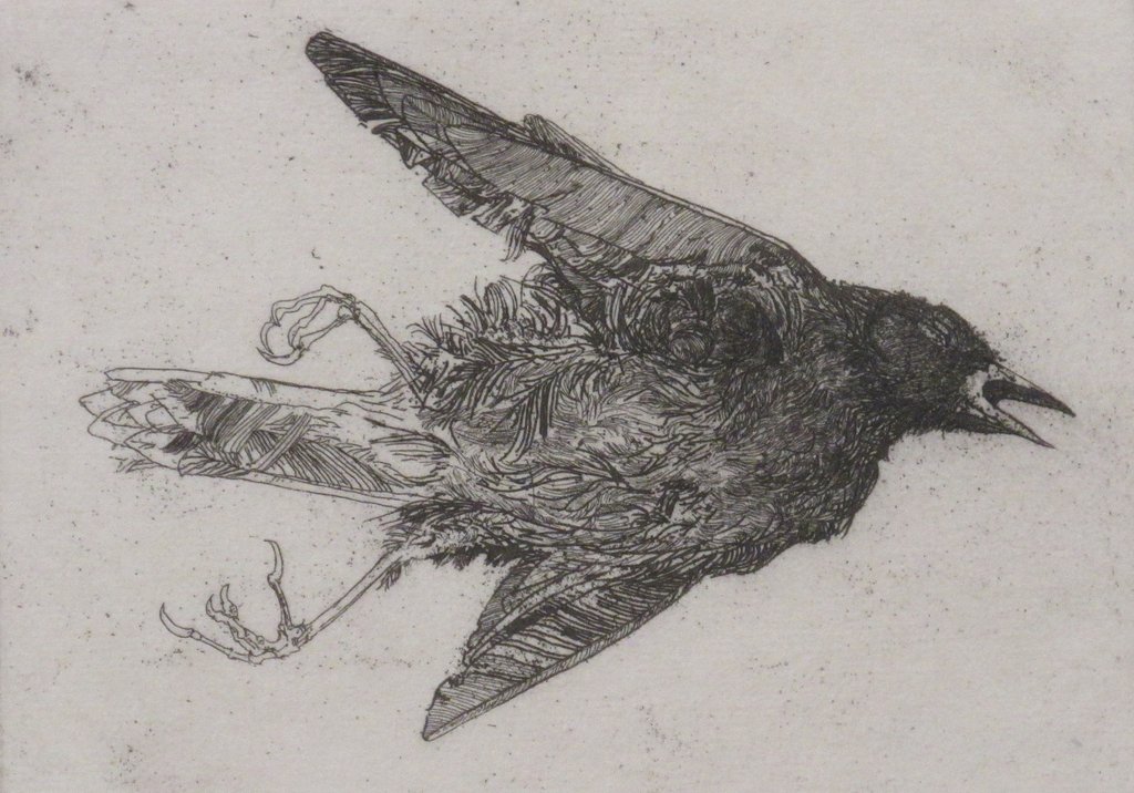 1024x716 Paul Fournier Earls Court Gallery - Dead Bird Sketch