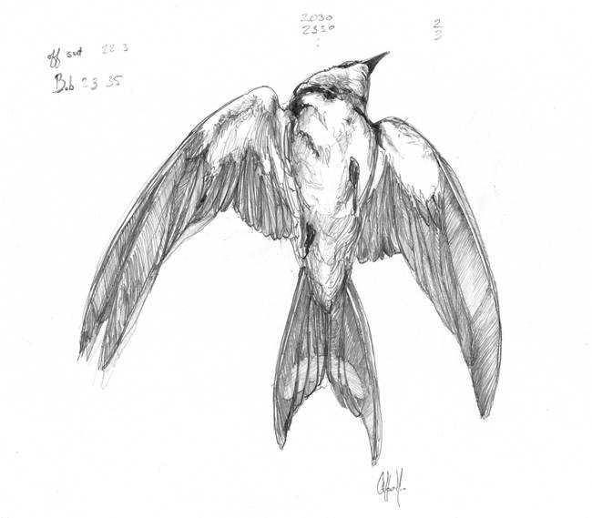 Dead Bird Sketch at PaintingValley.com | Explore collection of Dead ...