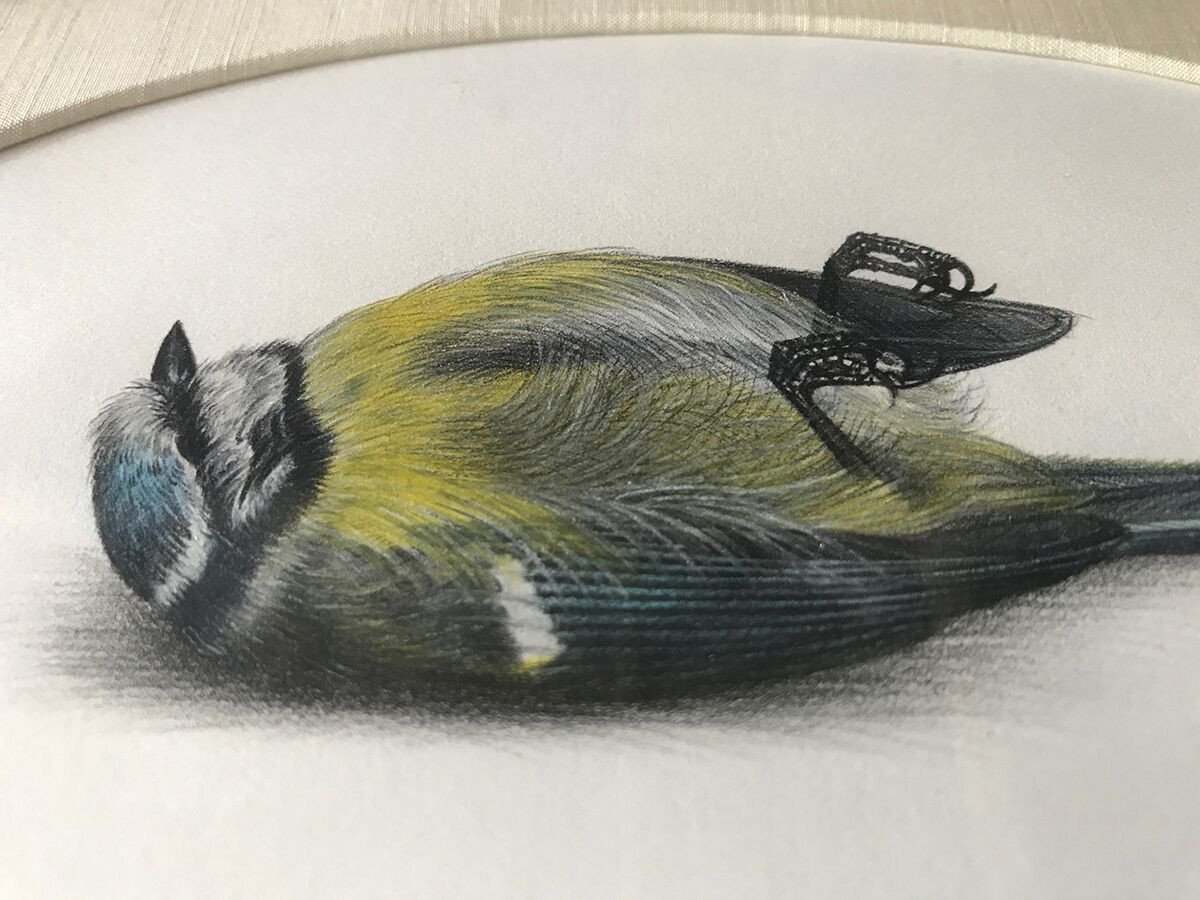 1200x900 W. Rombouts, Dead Bird (Great Tit) Sketch, 1993 The Curio Of Norfolk - Dead Bird Sketch