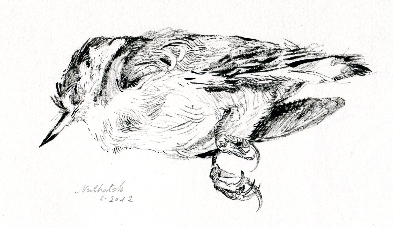 1535x891 Dead Bird Wawbeek Studio - Dead Bird Sketch