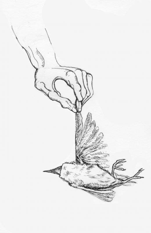 520x800 Dead Bird Illustration - Dead Bird Sketch