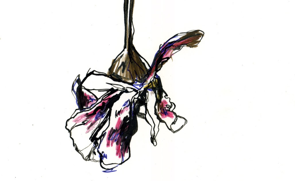 1027x630 Mc Drawn Dead Flower Sketch Pencil, Ball Point Pen, Charcoal - Dead Flower Sketch