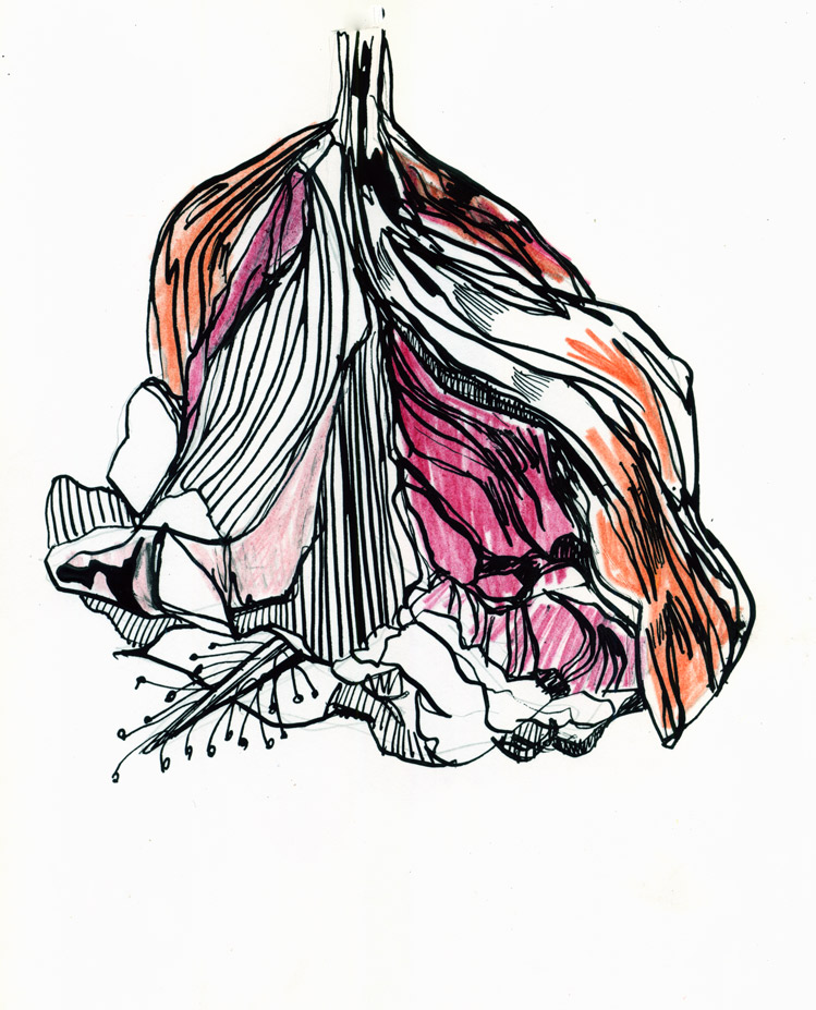 749x927 Mc Drawn Dead Flower Sketch Watercolour Pencil, Ink Nib - Dead Flower Sketch