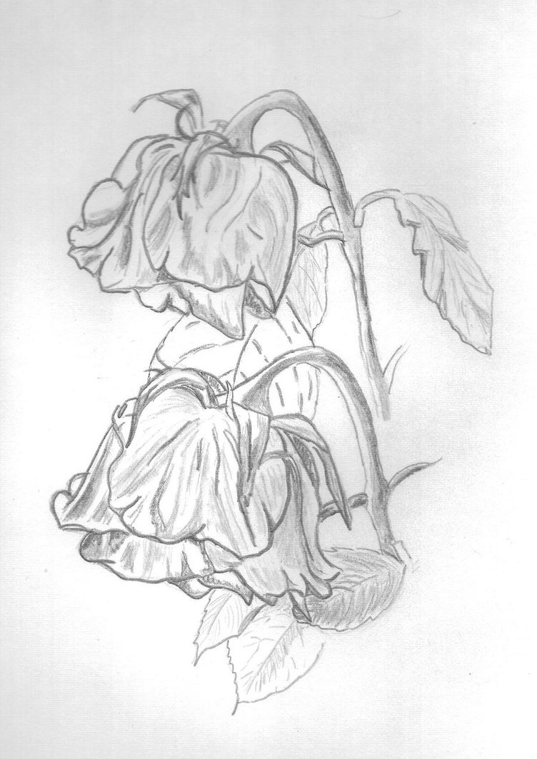 752x1063 Dead Flowers Tumblr Drawing - Dead Flower Sketch