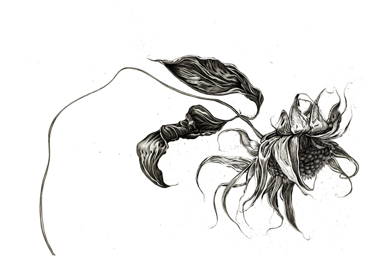 770x521 Dead Flower Sketch - Dead Sketch