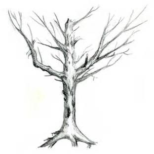 312x312 Dead Tree Sketch Drawing Tree Sketches, Drawing - Dead Tree Sketch