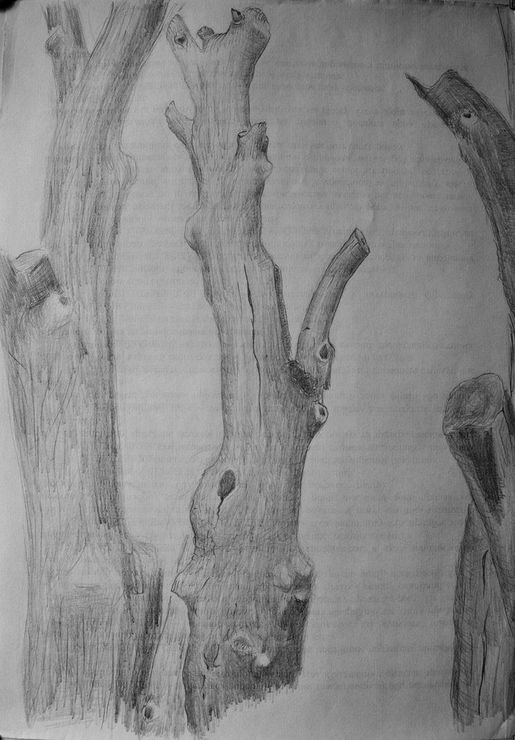 746x1070 Dead Tree Trunk Sketch By Comeclarity1982 - Dead Tree Sketch