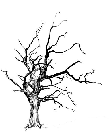 390x485 Drawing By Jacob Yona. A Pen Drawing Of A Dead Tree. - Dead Tree Sketch