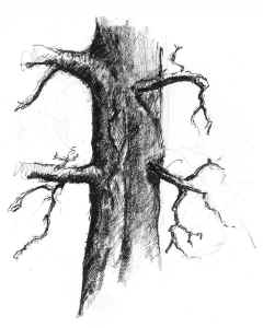 240x300 Drawn Dead Tree Pencil Drawn - Dead Tree Sketch