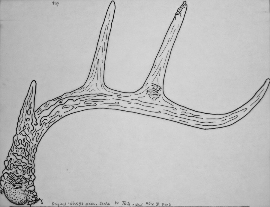 900x692 Deer Antlers Sketch - Deer Antler Sketch