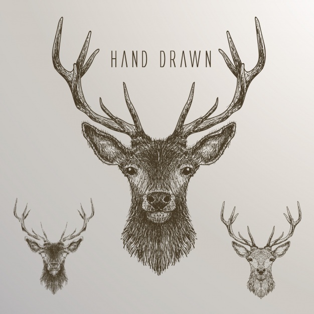 626x626 Deer Vectors, Photos And Psd Files Free Download - Deer Antler Sketch