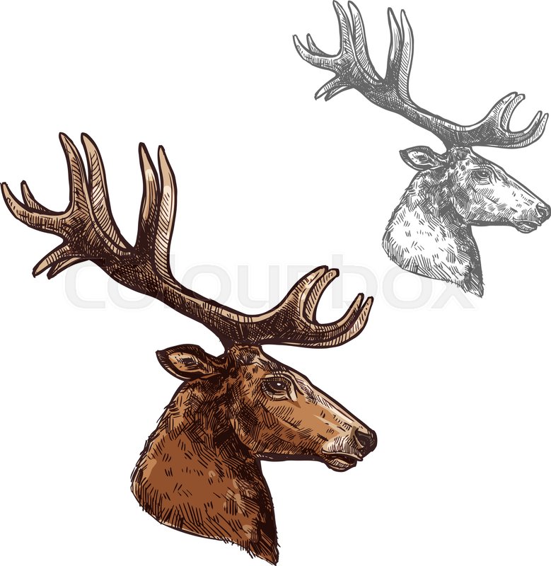 779x800 Deer Or Reindeer Head And Antlers Sketch Vector Icon. Wild Forest - Deer Antler Sketch