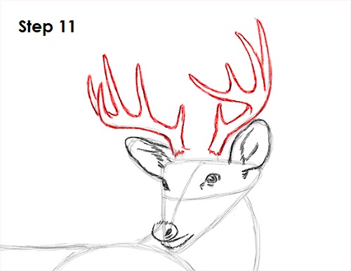 500x386 How To Draw A White Tailed Deer - Deer Antler Sketch