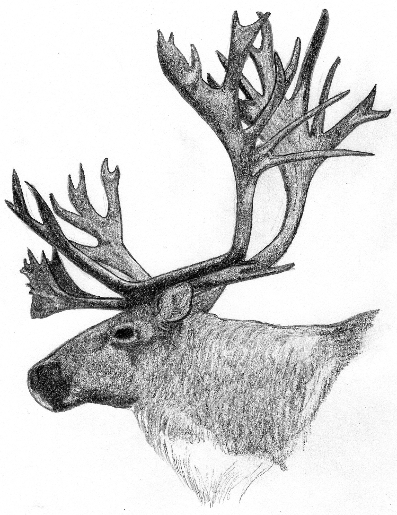 1543x2000 Wild Thing Deer Antlers, Bones Of Contention Johns Hopkins - Deer Antler Sketch
