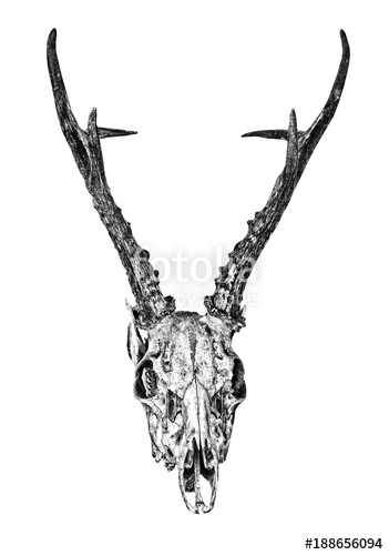 351x500 Deer Antlers Sketch With Skull Stock Photo And Royalty Free - Deer Antler Sketch