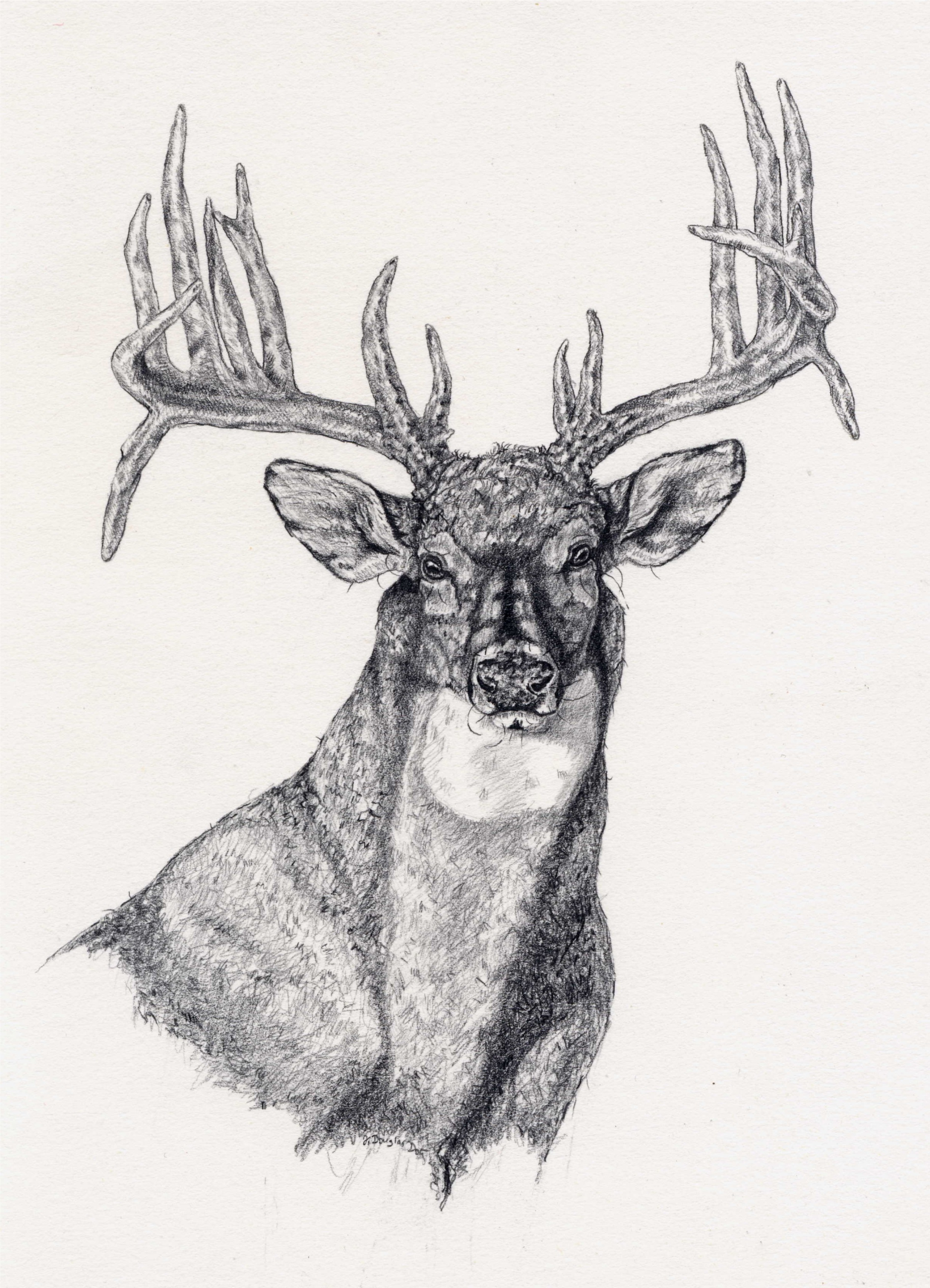 Deer Face Sketch at PaintingValley.com | Explore collection of Deer ...