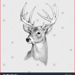 150x150 Deer Head Drawing 128971 Deer Skull Black White Sketch - Deer Face Sketch