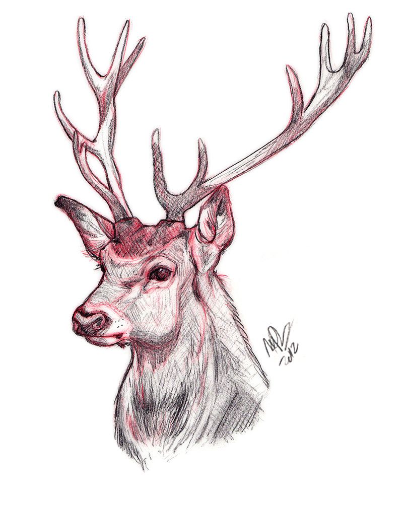 800x1013 Deer Sketch By Helloheath Art Deer - Deer Face Sketch