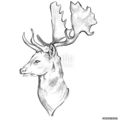 491x500 Deer Sketch Illustrationhand Drawn Sketch Art Of Side Face Of - Deer Face Sketch
