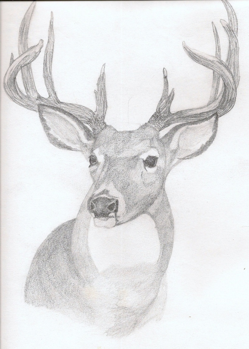 800x1121 Drawn Dear Pencil Sketch Free Collection Download And Share - Deer Face Sketch