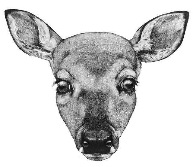640x556 Deer Face Illustration - Deer Face Sketch