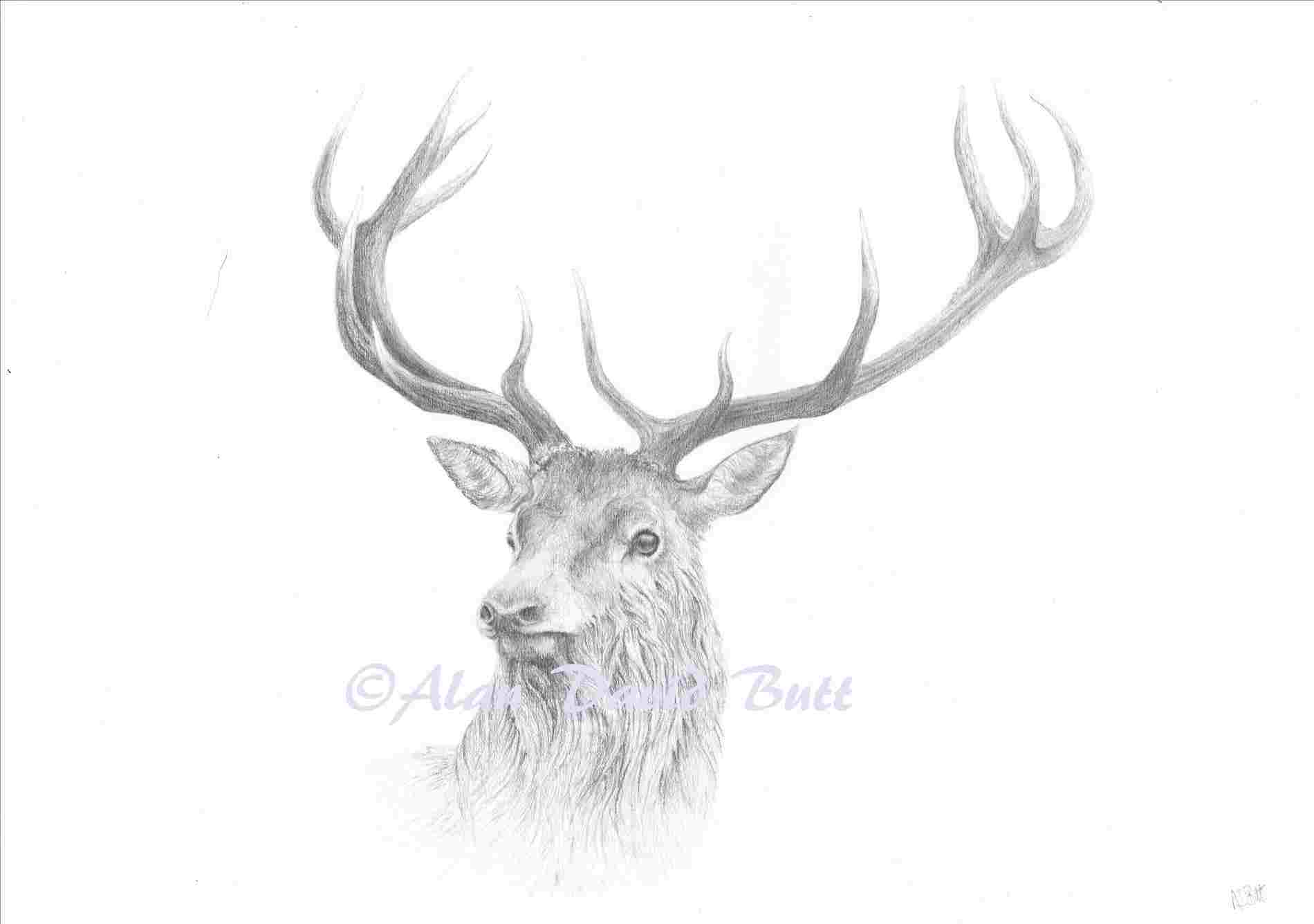 1900x1335 Drawings Stag - Deer Face Sketch