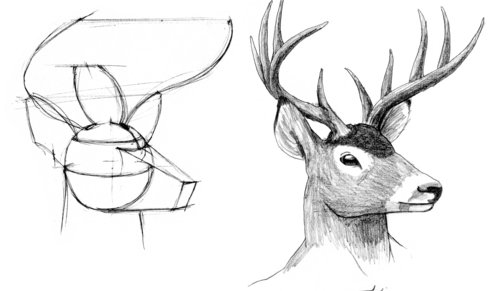 500x291 Collection Of Deer Nose Drawing High Quality, Free Cliparts - Deer Face Sketch