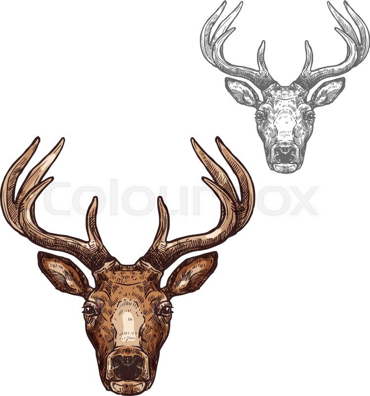 749x800 Deer Head Sketch Vector Icon. Wild Forest Stag Deer Or Reindeer - Deer Head Sketch